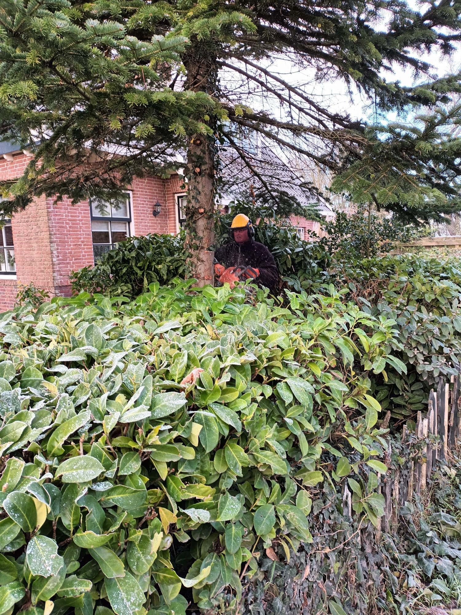Dirkshorner kerstboom geschenk voor hospice