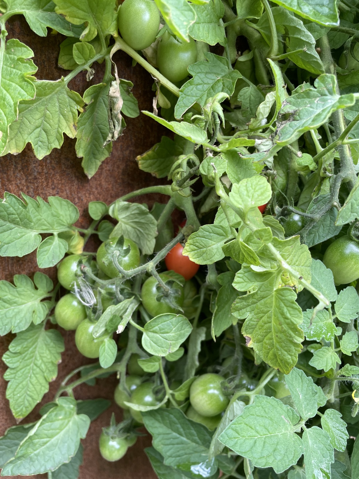 Moestuinbak